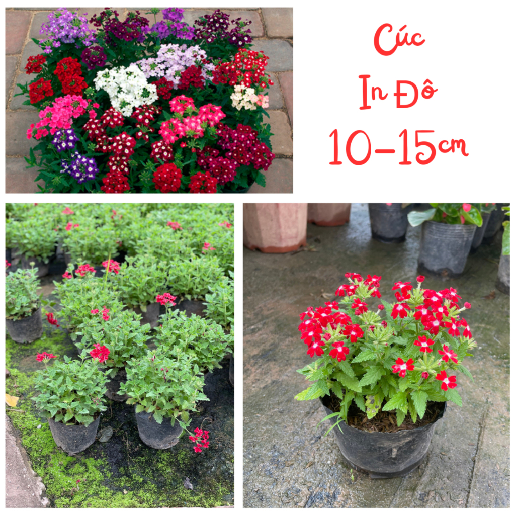 Cây hoa cúc indo nhiều màu 15~20cm