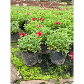 Cây hoa cúc indo nhiều màu 15~20cm