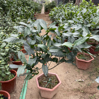 Cây HẢI ĐƯỜNG hoa đỏ cao 1M