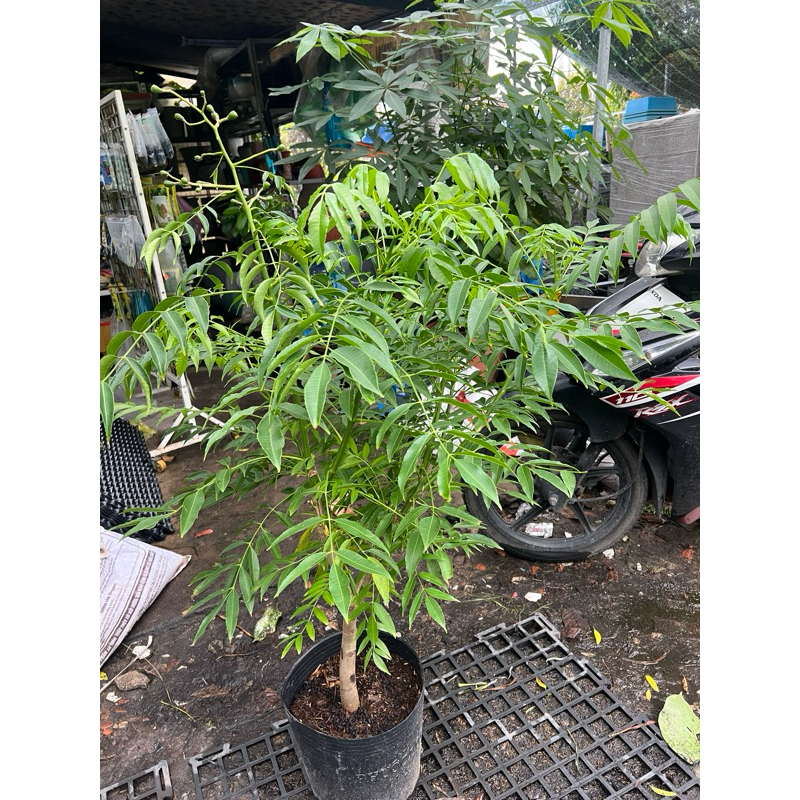 Cây cóc thái ra quả siêu sớm