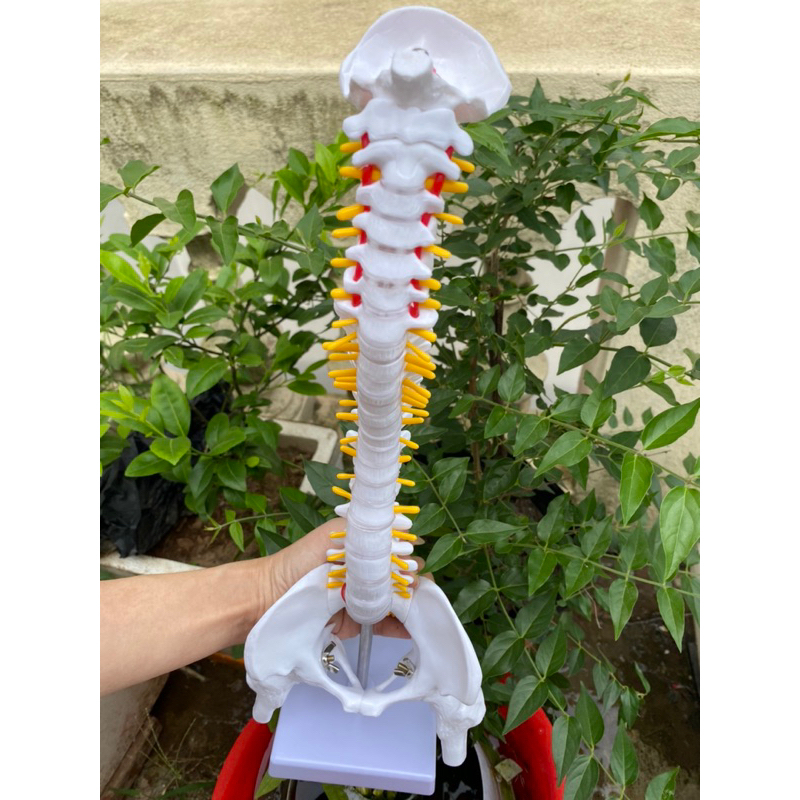 Mô Hình cột sống người, mô hình xương người cao 45cm - khotranhyte