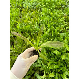 Hạt giống rau diếp thơm - Cây giống rau diếp thơm