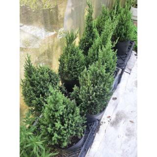 Chậu cây Sơn Tùng cao 45-50cm trang trí Noel để bàn rất xinh xắn - Cây chơi mùa Giáng sinh - Trang trí phong cách châuâu