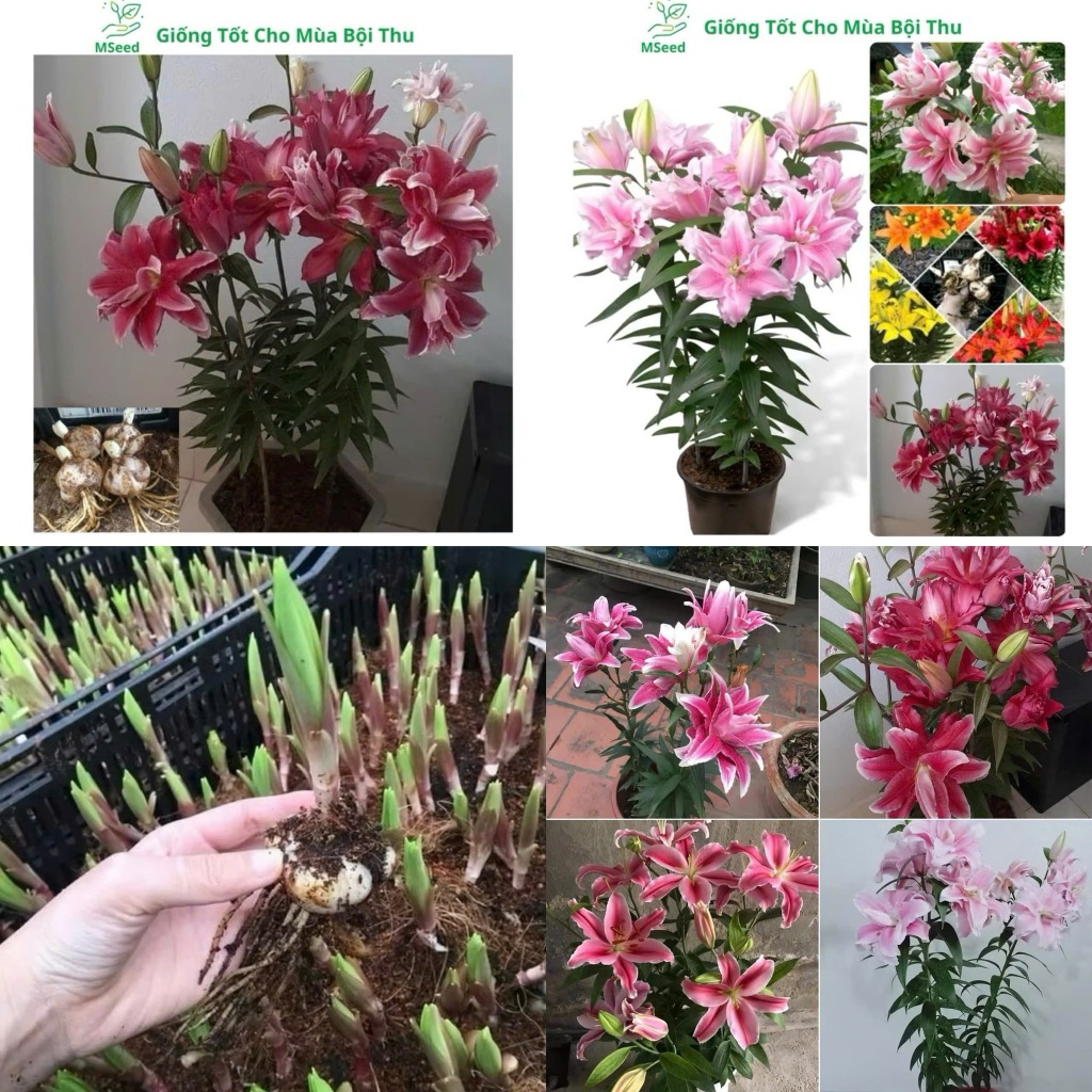 [10 Củ Tặng 1] Củ Ly Kép, Cao, Thơm Size Nở 5-7 Bông/1 Củ - Nhập Khẩu Hà Lan, Nhiều Màu Sắc Lựa Chọn