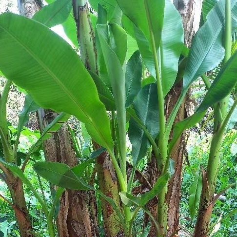 Cây giống chuối cau siêu trái (cao 60cm_1m)