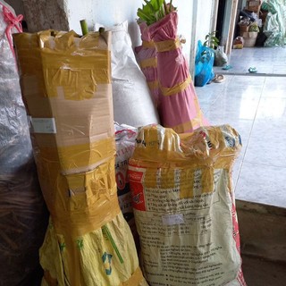 Cây giống chuối cau siêu trái (cao 60cm_1m)