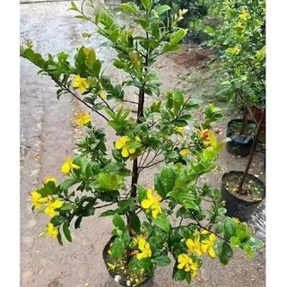 Cây mai tứ quý hoa bốn mùa,hoa rất thơm