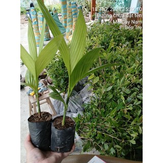 Cau lùn tứ quý(cau tứ thời)