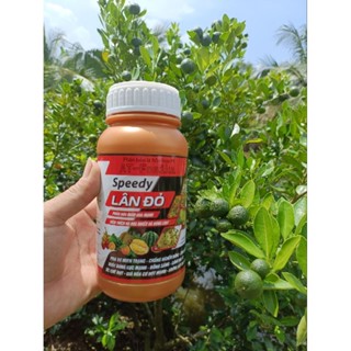 Lân Đỏ Speedy - Ra Hoa Chanh, Tắc, Kích Thích Ra Hoa Đồng Loạt