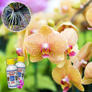 Phân Bón Lá Terra Sorb 4 chai 100ml - Phân Bón Siêu Ra Rễ – Tăng Tốc Độ Ra Cành, Lá
