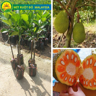  Cây Giống Mít Ruột Đỏ Malaysia Loại Cây Giống Thế Hệ Mới Giống Khỏe Giá Trị Kinh Tế Cao 