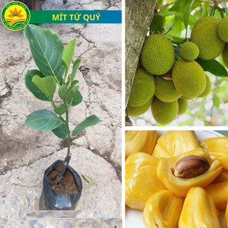  Cây giống mít tứ quý - mít 4 mùa giống mít phù hợp với khí hậu các vùng miền cây khỏe dễ chăm sóc 