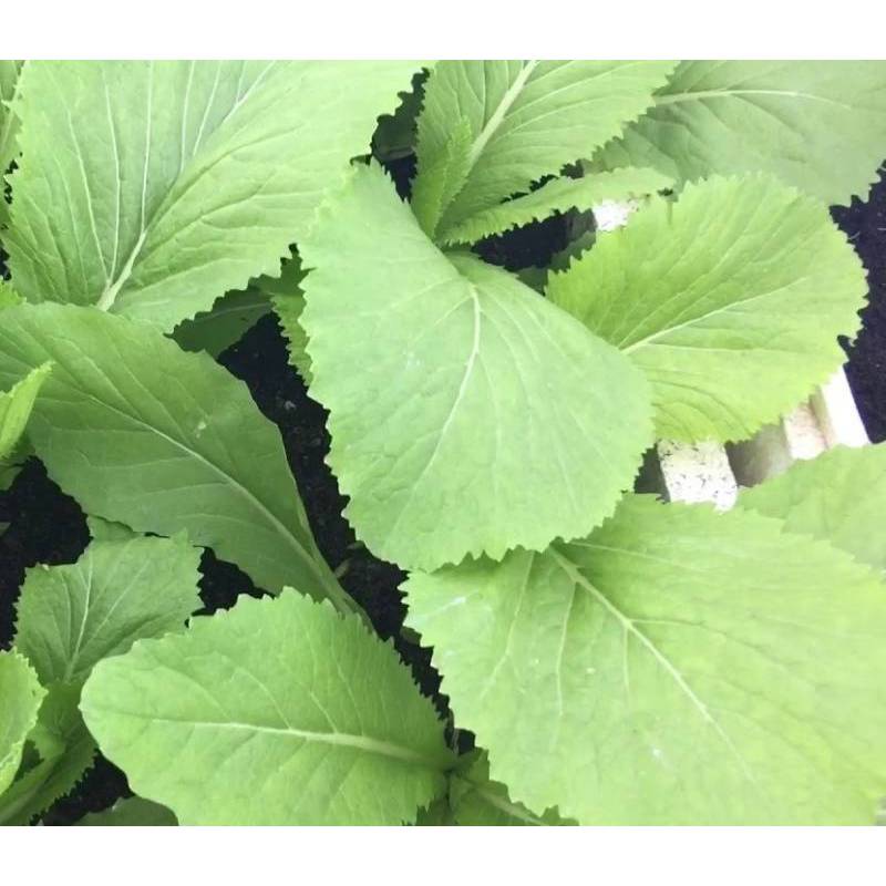 1KG Hạt Giống Cải Bẹ Xanh (| Y12*X45)