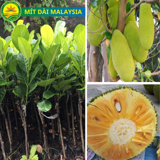  Cây giống mít dài malaysia cây giống thế hệ mới cây giống khỏe dễ trồng quả to dài năng suất cao 