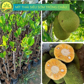  Cây giống mít Thái trồng chậu siêu sớm giống cây mít được trồng nhiều nhất trên thị trường 