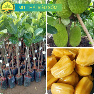  Cây giống mít Thái siêu sớm cho trái chỉ sau 1 năm trồng giống cây mít được nhiều người săn đón 