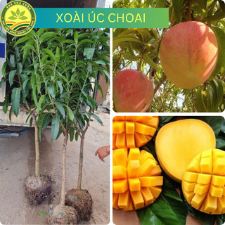 Cây Xoài ÚC CHOAI Ghép Cành, Siêu Quả, Năng Suất Cao