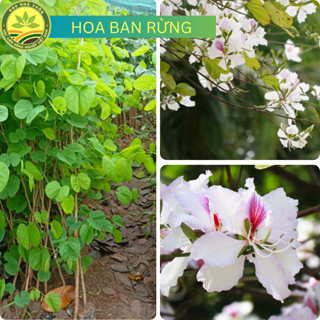 Cây giống Hoa Ban Rừng Tây Bắc, Cây Cao Khỏe, Trồng Sân Vườn Các Khu Nghỉ Dưỡng