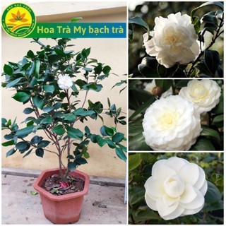  Cây giống Hoa Trà My Bạch Trà Cây Khỏe Dễ Chăm Cho Hoa Sau 1 Năm Trồng 