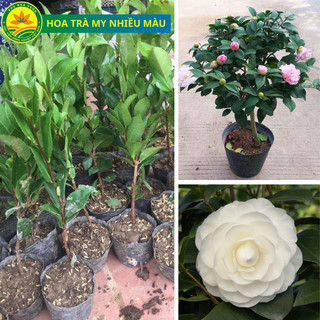  Cây Giống Hoa Trà My Loại Cây Mang Rất Nhiều Ý Nghĩa Cây Giống Khỏe Hoa To Đủ Nhiều Màu 