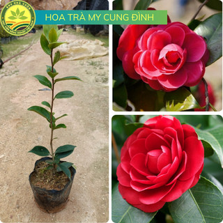  Cây Giống Hoa Trà My Cung Đình Cây Giâm Cành Sau 8 Tháng Trồng Bắt Đầu Cho Hoa 