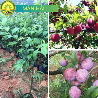 Cây giống Mận Hậu Mộc Châu chuẩn F1 quả to giòn, ngọt đảm bảo chất lượng cho năng suất cao