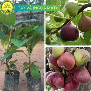 Cây Giống Vả Cây Ngõa Mật Cây Trong Bầu Ổn Định