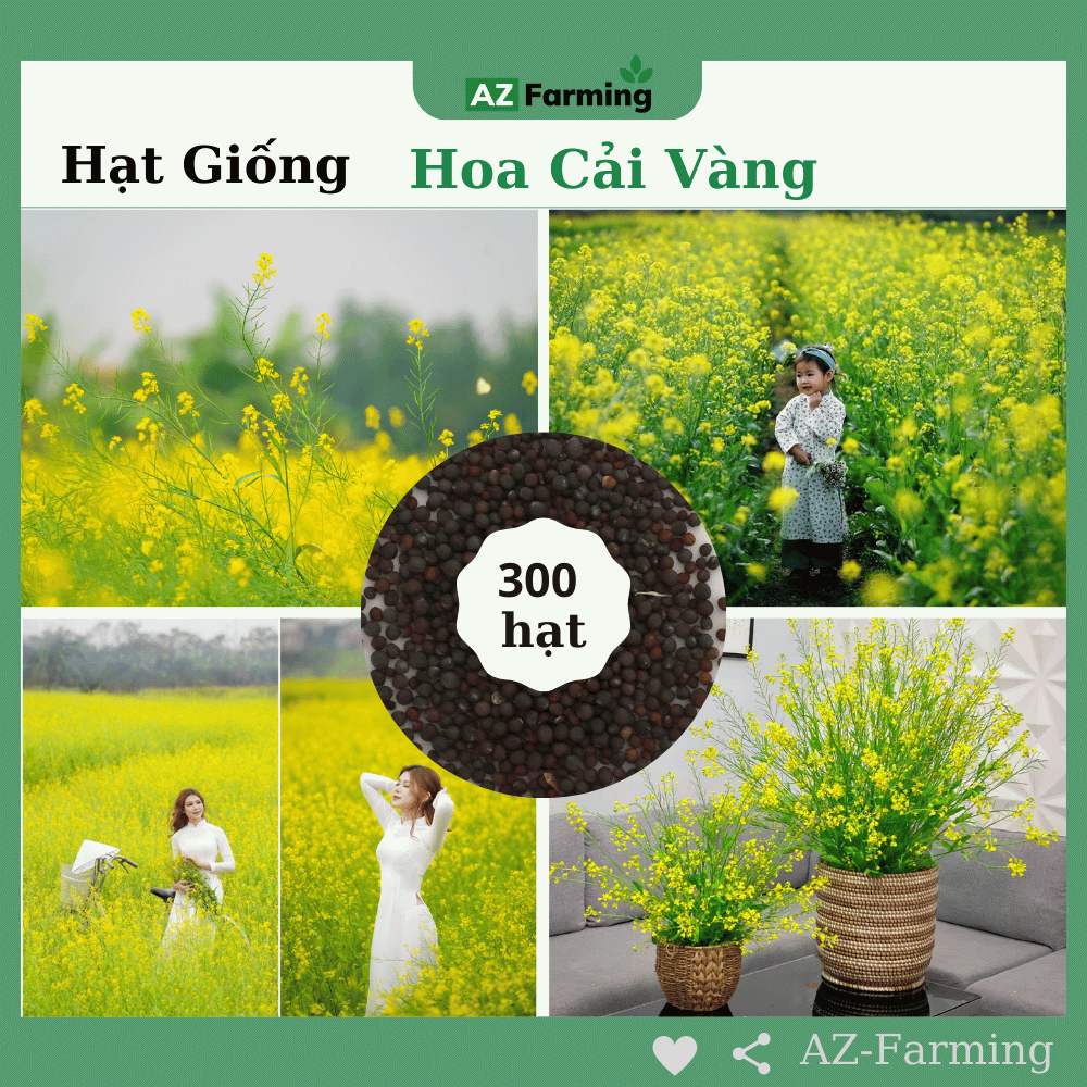 Hạt Giống Hoa Cải Vàng - Gói 300 Hạt - Az Farming