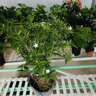 Cây mai vạn phúc Lafa Garden, cây hoa mai vạn phúc ra hoa quanh năm màu trắng hoa nhỏ siêng hoa