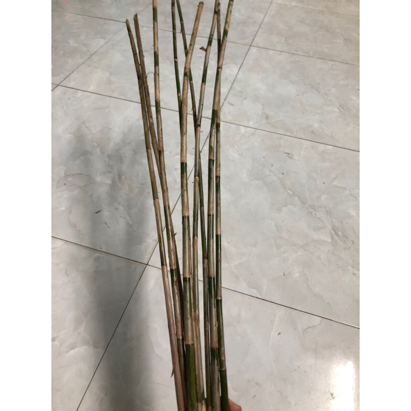 5 cây roi mây con xanh tươi dẽo dai dài 80cm