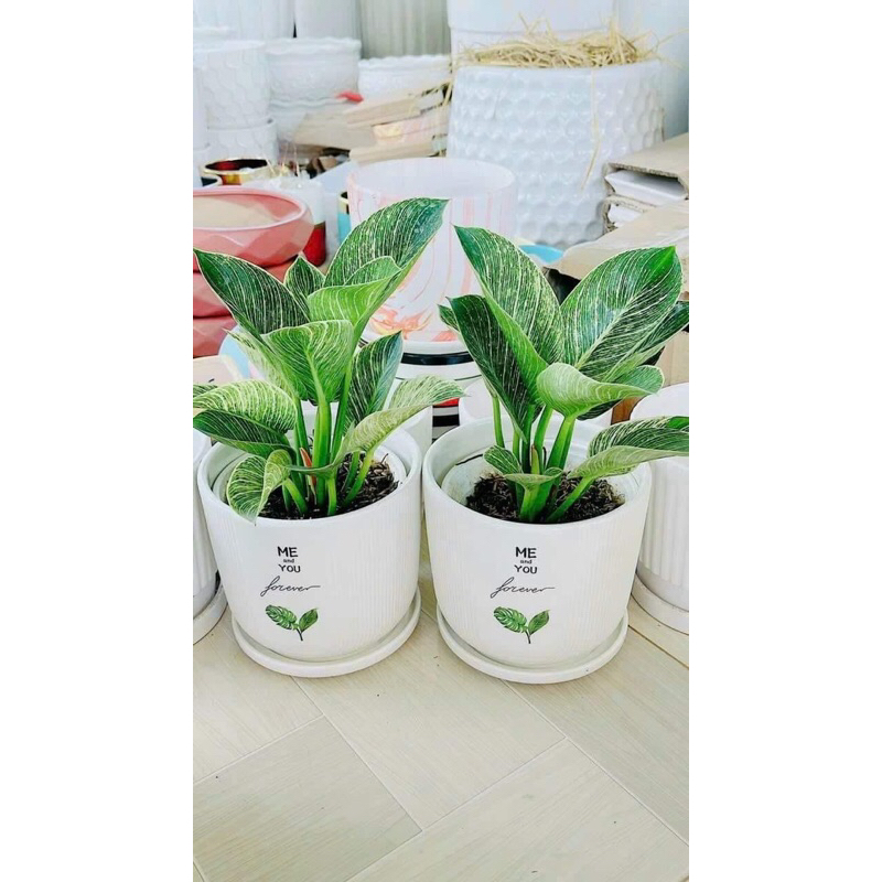 Trầu bà đế vương kim cương - philodendron Birkin -Jennie hương đàm