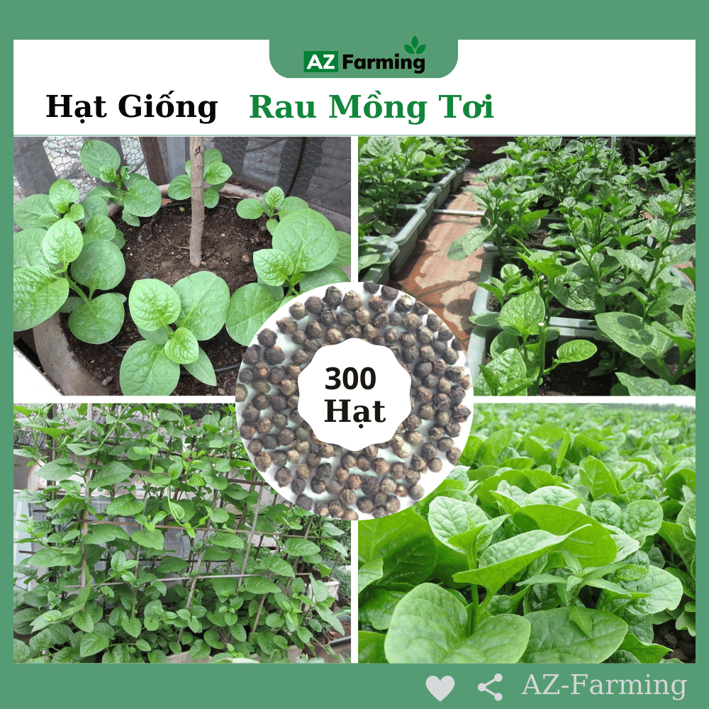 Hạt Giống Rau Mồng Tơi - Gói 300 Hạt - AZ Farming