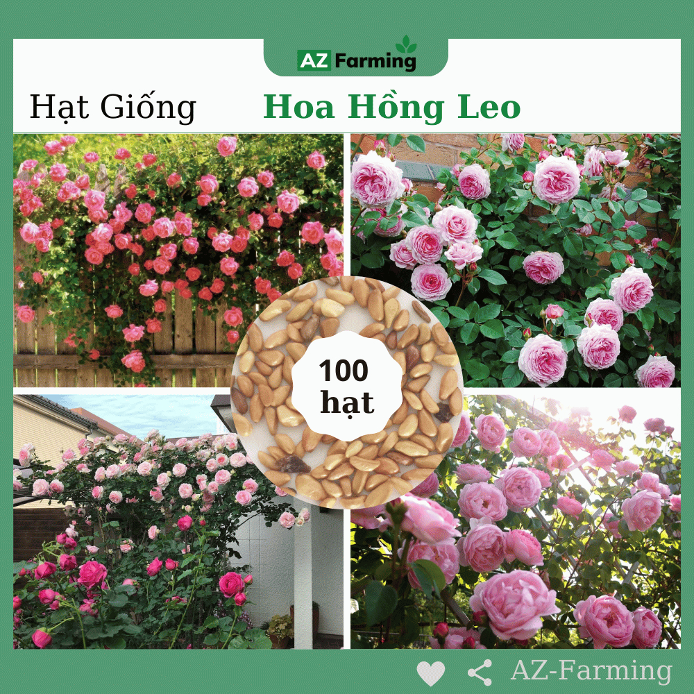 Hạt Giống Hoa Hồng Leo - Gói 100 Hạt - Az Farming