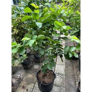 Cây 🌲 Ổi RuBy... siêu trái... cây đang trái