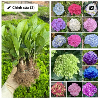 Combo 10 Cây Giống Hoa Cẩm Tú Cầu Nhiệt Đới MIX MÀU( cho hoa quanh năm )