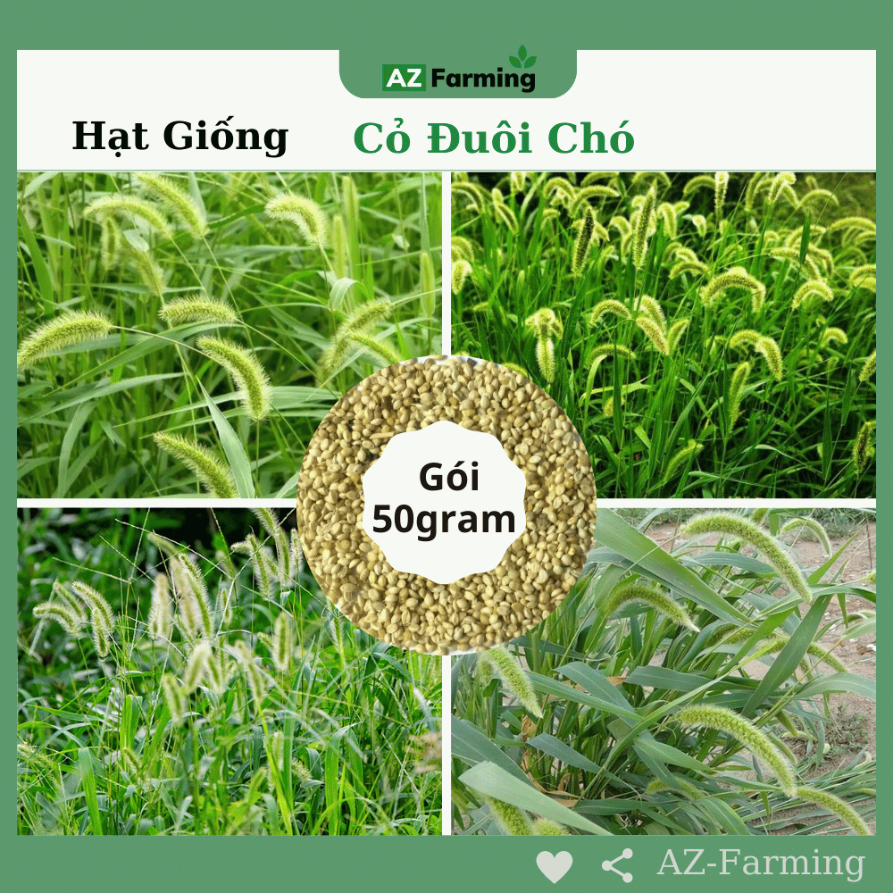 Hạt Giống Cỏ Đuôi Chó - Gói 50g - AZ Farming