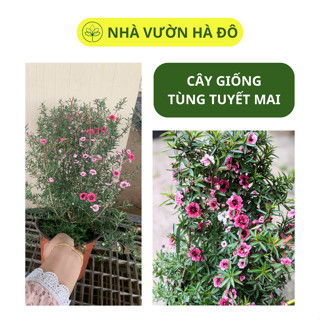 Cây Tùng Tuyết Mai Siêu Nhiều Hoa Có Thể Trang Trí Bàn Làm Việc