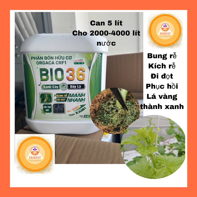 BIO36 can tưới phun bio36 - phân bón bio 36 kích rễ bung rễ đi đọt xanh lá dày lá cho cây trồng can 