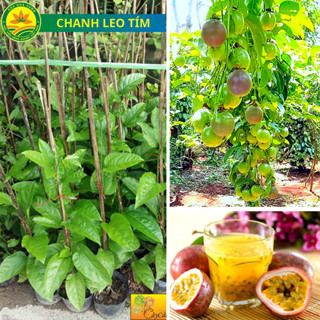 Cây Giống Chanh Leo Tím, Cây Chanh Leo Vàng Đài Loan, Dòng Cho Quả Sớm Năng Suất Cao, Ít Sâu Bệnh