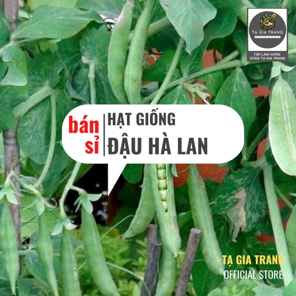 [Bán Sỉ] - Hạt Giống Đậu Hà Lan