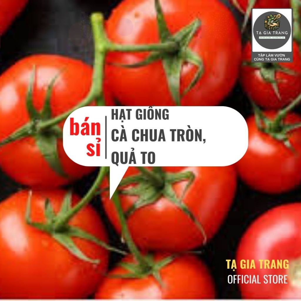 [Bán Sỉ] - Hạt Giống Cà Chua Tròn, Quả To