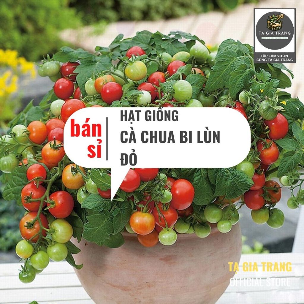 [Bán sỉ] - Hạt giống cà chua bi lùn đỏ (cà chua bonsai)