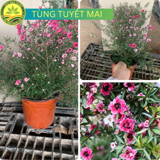 Cây Giống Tùng Tuyết Mai Đang Hoa Chơi Tết