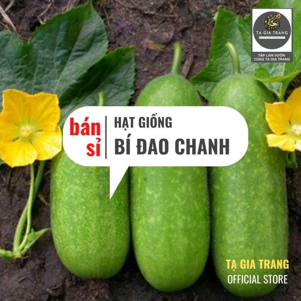 [Bán sỉ] - Hạt giống bí đao chanh (bí đao thanh trúc)