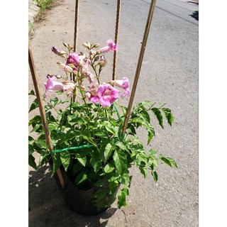 Hồng Thiên Hương ( tặng kèm phân bón)