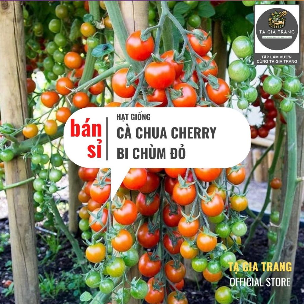 [Bán Sỉ] - Hạt Giống Cà Chua Cherry Bi Chùm Đỏ (Cà Chua Chuỗi Ngọc)
