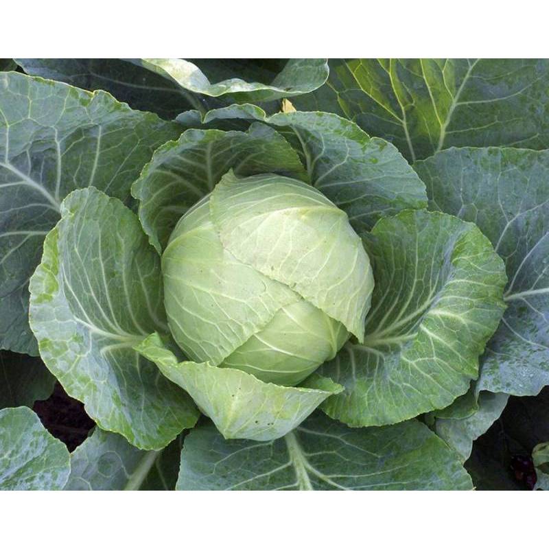 1Gr Hạt Giống Bắp Cải Quận Chặt Đậm Đà Copenhagen (A5.204| C46*W51*M021)