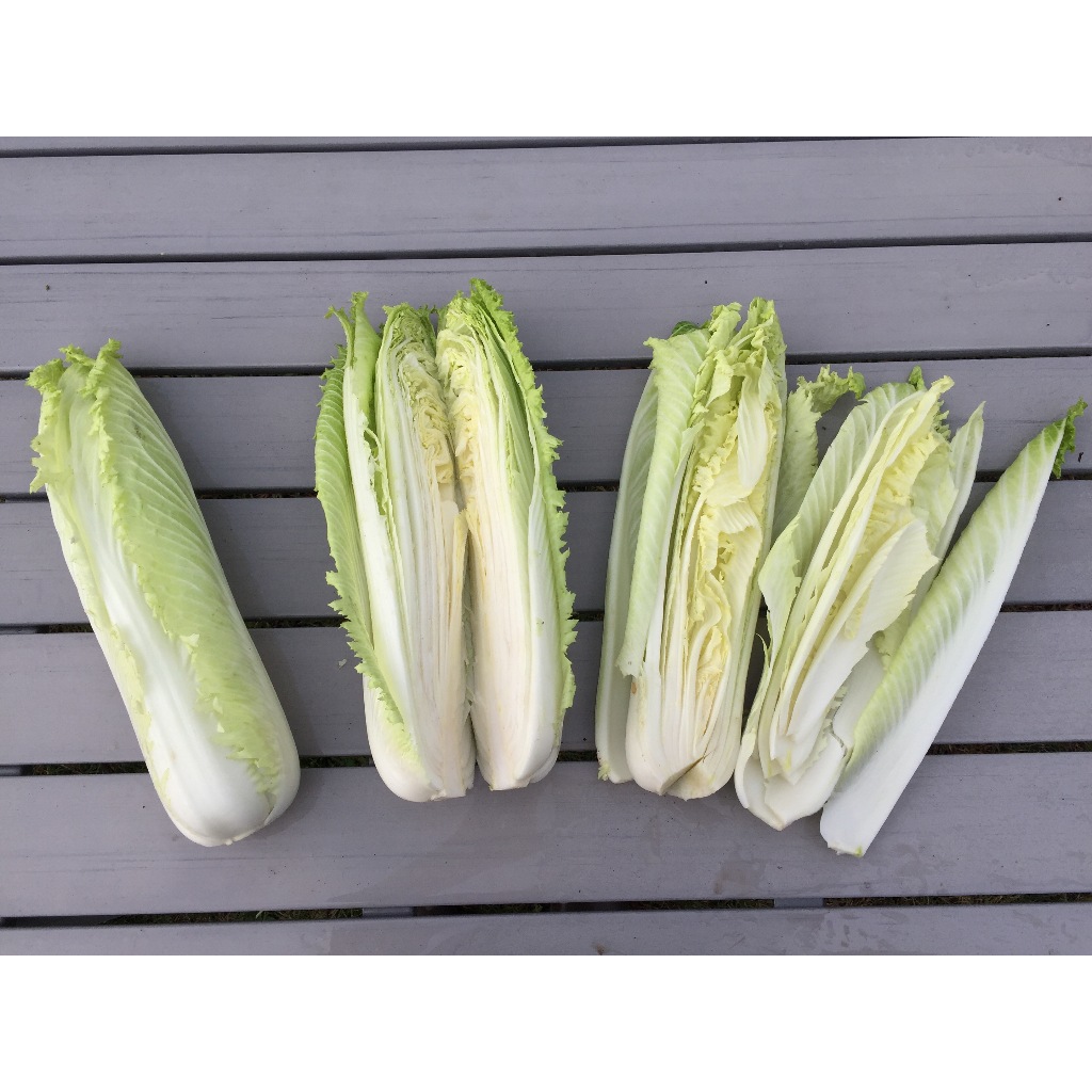 0.5Gr Hạt Giống Cải Thảo Nhật Rocket (A5.203| C46*W51*M174)