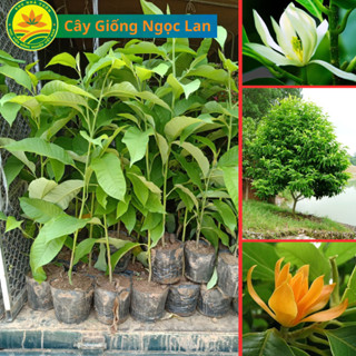 Cây giống Ngọc Lan vàng bầu bát, cây giống ghép cành sớm cho hoa, thơm ngọt quanh năm siêu nụ