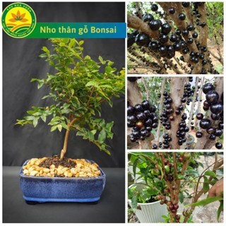 Cây giống nho thân gỗ bonsai, loài cây ăn quả quý hiếm được nhiều người săn trồng